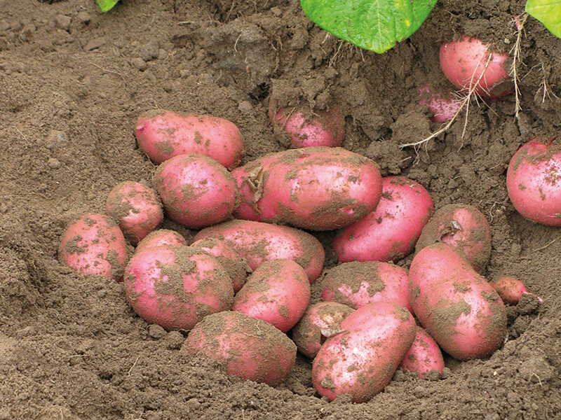 Den Hartigh potato breeding