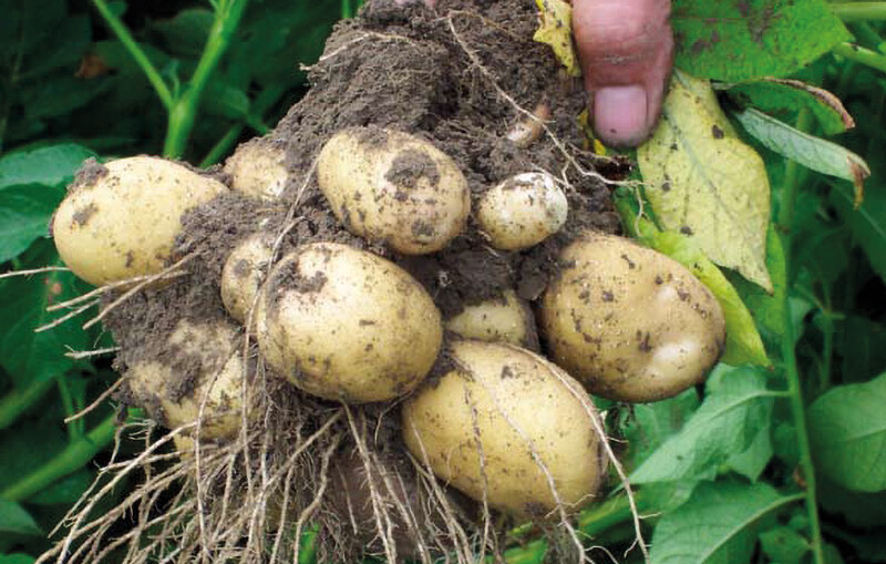 Potato Emmeloord