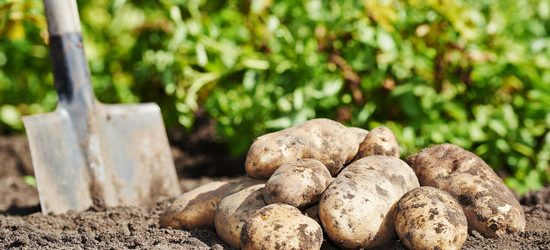 fresh organic potatoes vegetable in the field on soil